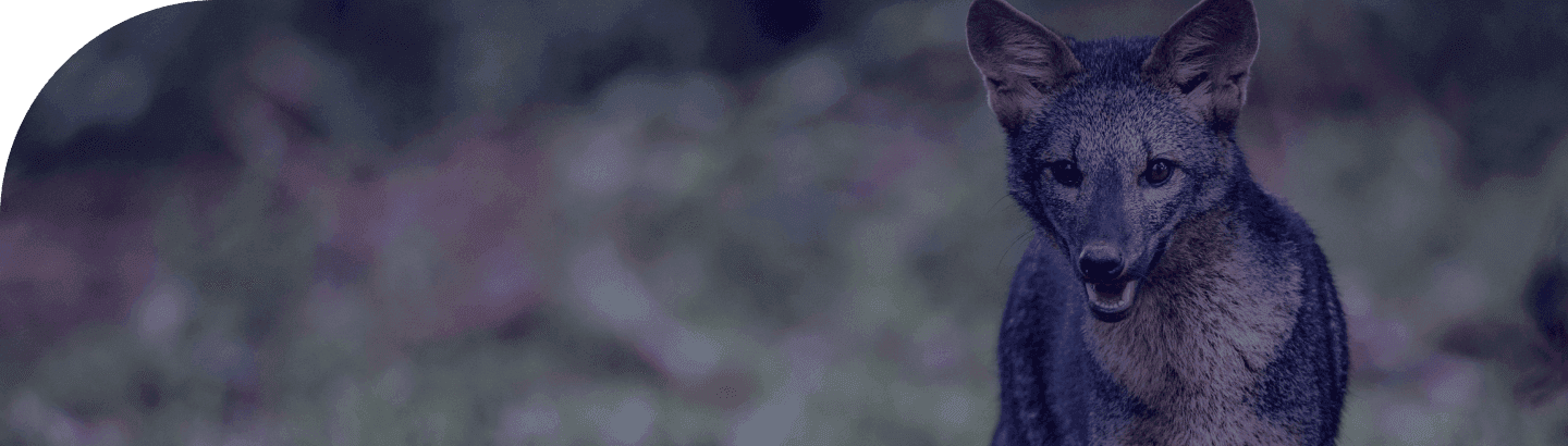 Lobo-Guará.png