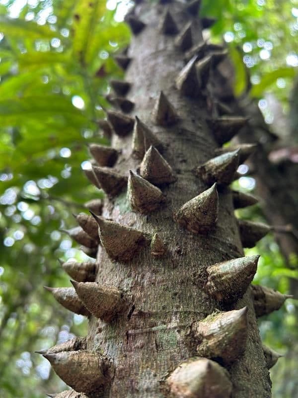 Estudos de reflorestamento florestal Poços de Caldas (3).jpeg